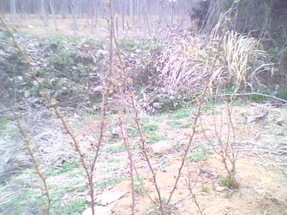 IMG0083A.jpg
