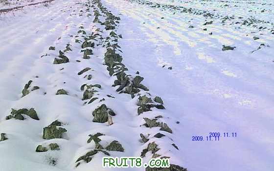 1803361528_0_1_2_3_4_5_6_7_8_9.jpg