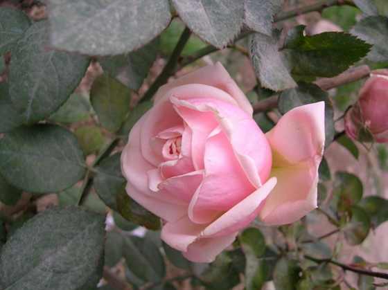 DSCN3671_С.JPG