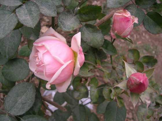 DSCN3670_С.JPG