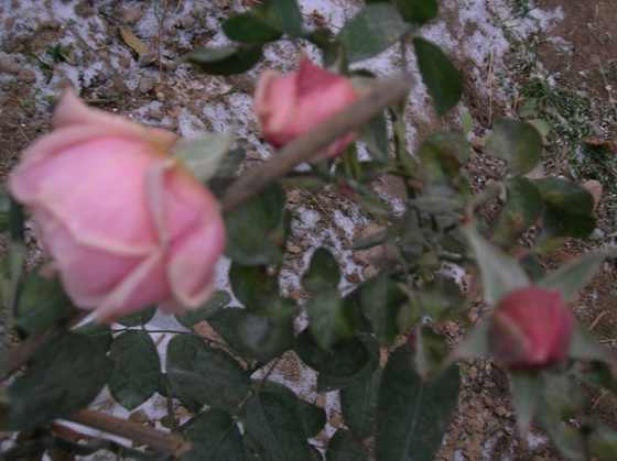 DSCN3738_С.JPG