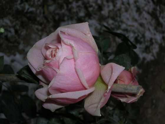 DSCN3739_С.JPG