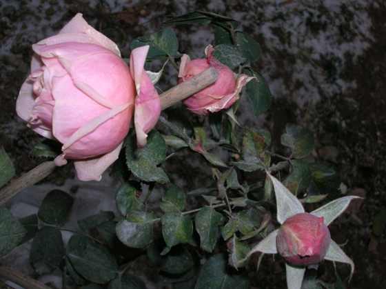 DSCN3740_С.JPG