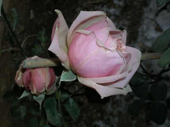 DSCN3742_С.JPG