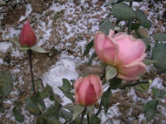 DSCN3741_С.JPG