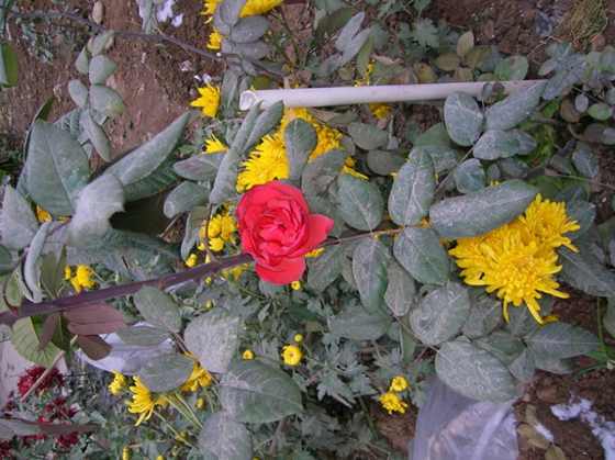 dscn3581_С.jpg