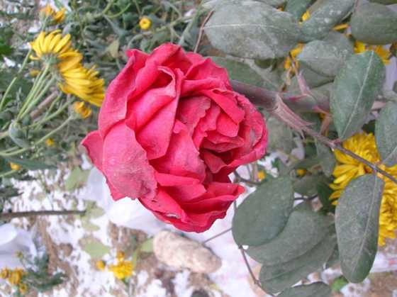 DSCN3775_С.JPG