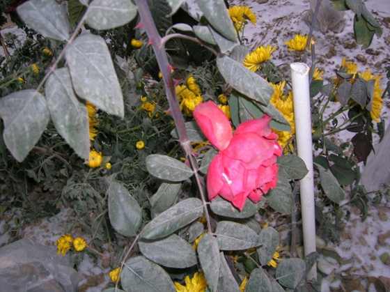 DSCN3737_С.JPG