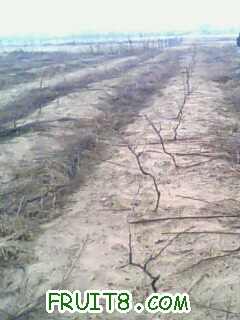 IMG0278A.jpg