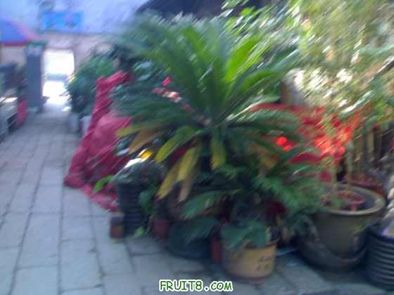 20091124721.jpg