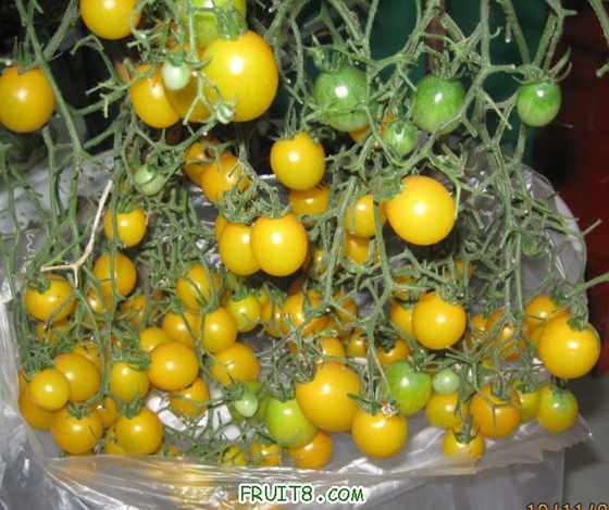 Ƭ 079.jpg