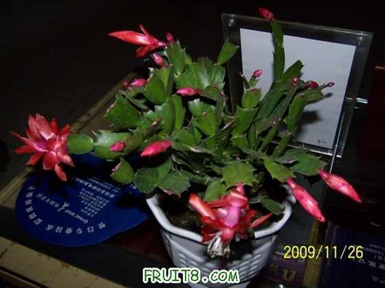 100_7370a.JPG