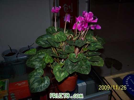 100_7369a.JPG