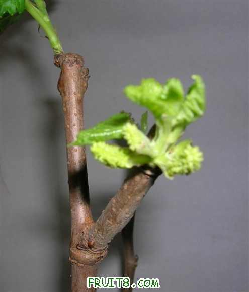 DSCN3953 ().JPG