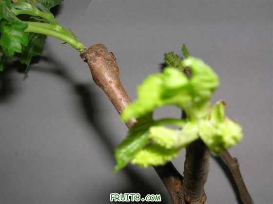 DSCN3957 ().JPG