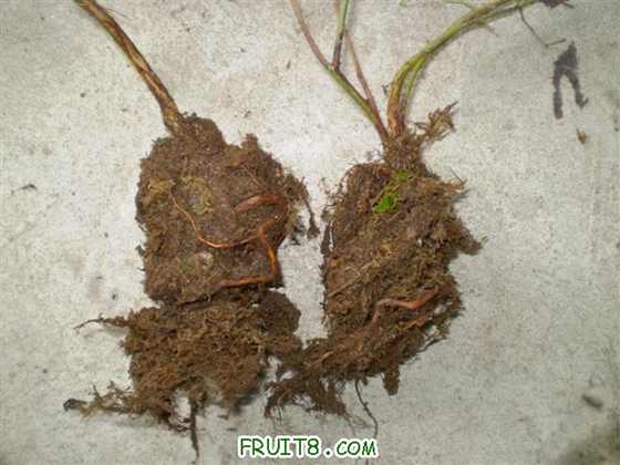 P1010005 (С��).JPG