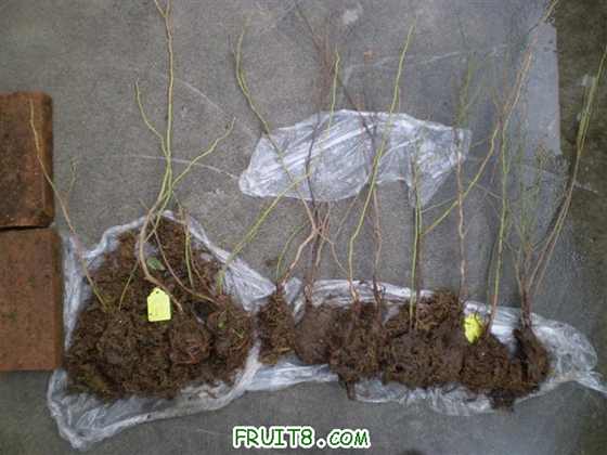 P1010006 (С��).JPG