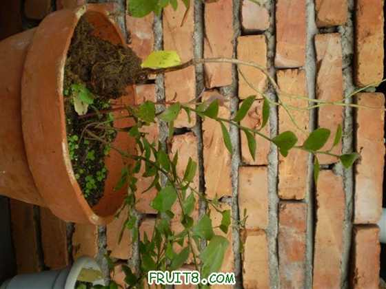 P1010004 (С��).JPG