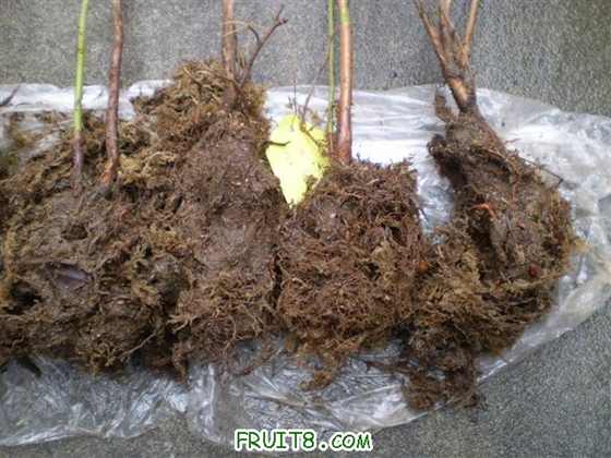 P1010007 (С��).JPG