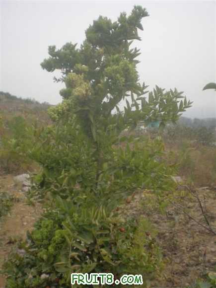 PA180123 ().JPG