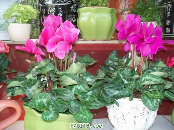 100_2312.JPG