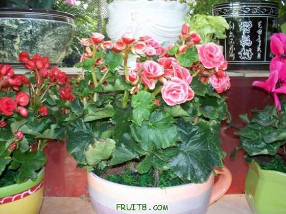 100_2310.JPG