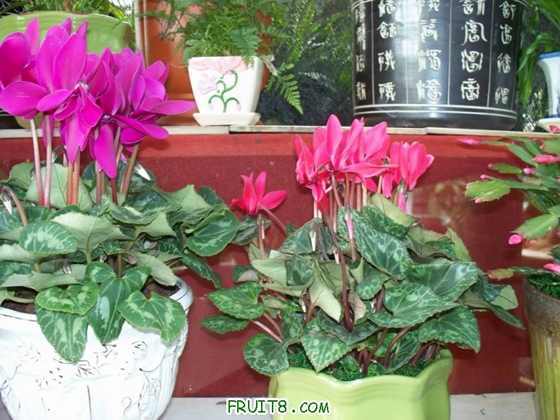 100_2313.JPG