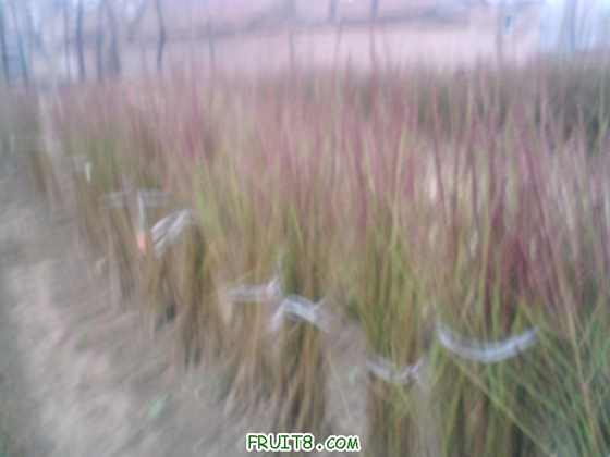 DSC00003.JPG