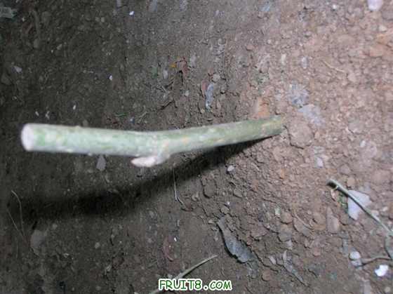 DSCN4039 ().JPG