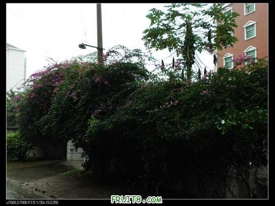 nEO_IMG_PC270002.jpg