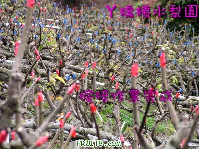 �޽��ձ������滨��.jpg