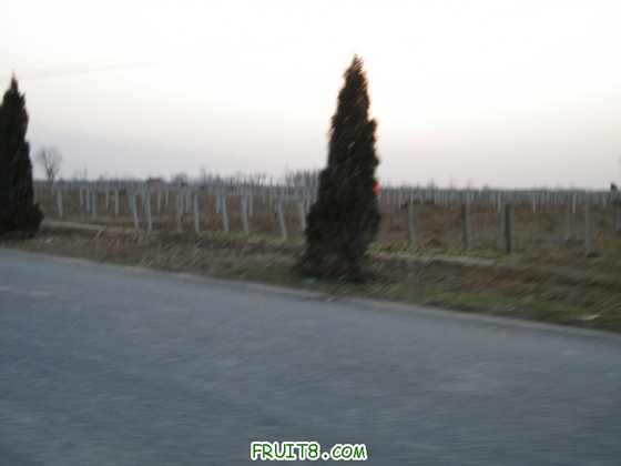 DSCF2036_СС.JPG