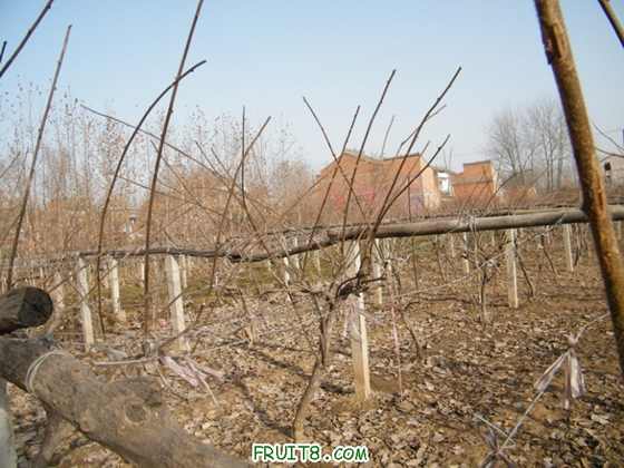 DSCF2008_СС.JPG