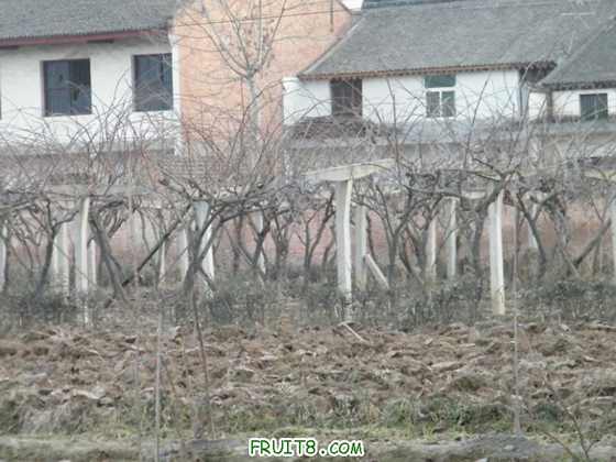 DSCF2023_СС.JPG