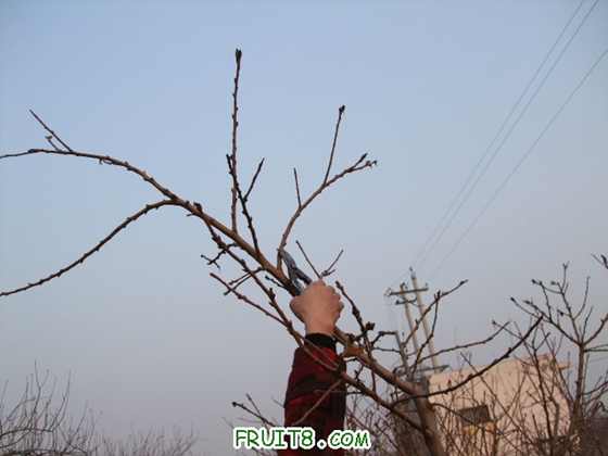 Ƭ 044.jpg