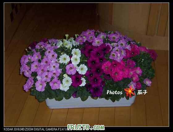100_4373_nEO_IMG.jpg