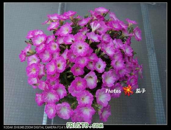 100_4636_nEO_IMG.jpg