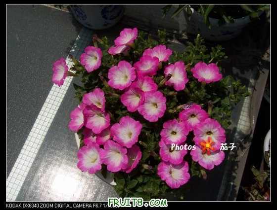 100_4595_nEO_IMG.jpg