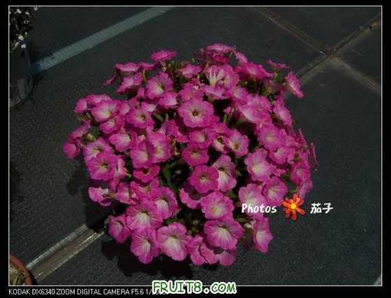 100_4638_nEO_IMG.jpg