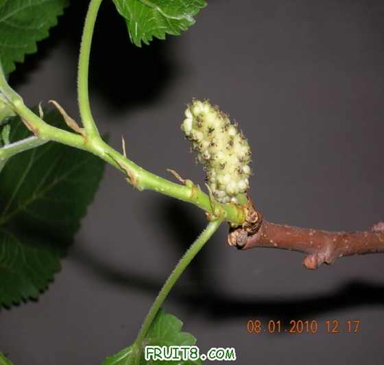 DSCN4182_С.JPG