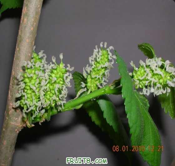 DSCN4190_С.JPG