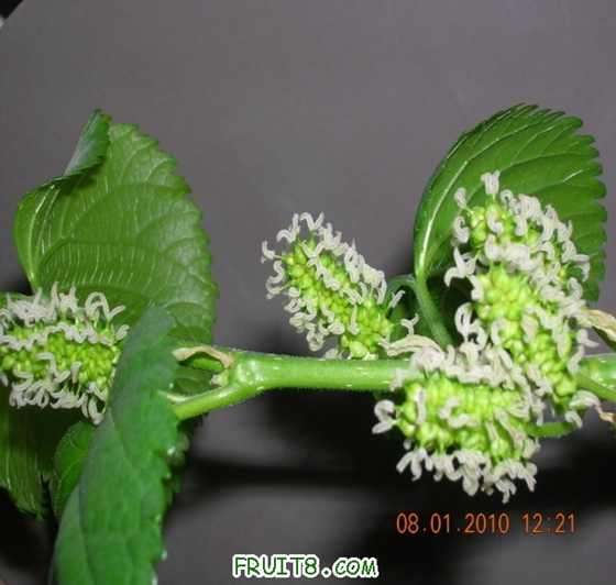 DSCN4191_С.JPG