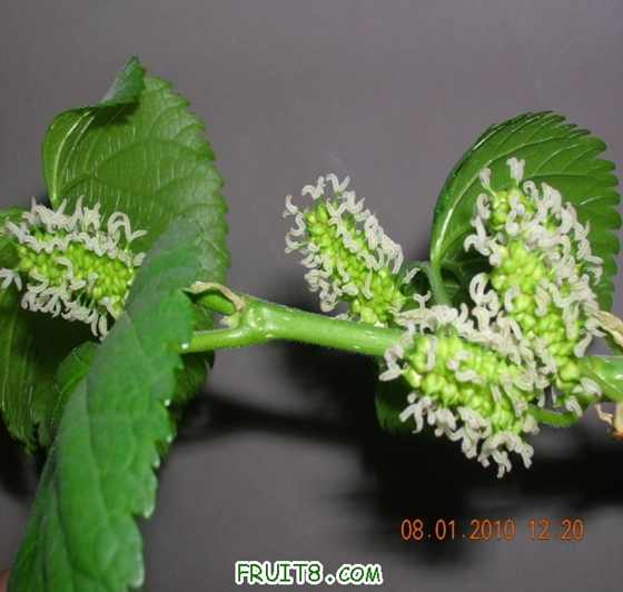 DSCN4189_С.JPG