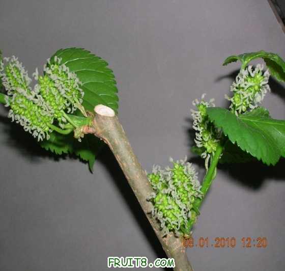 DSCN4188_С.JPG