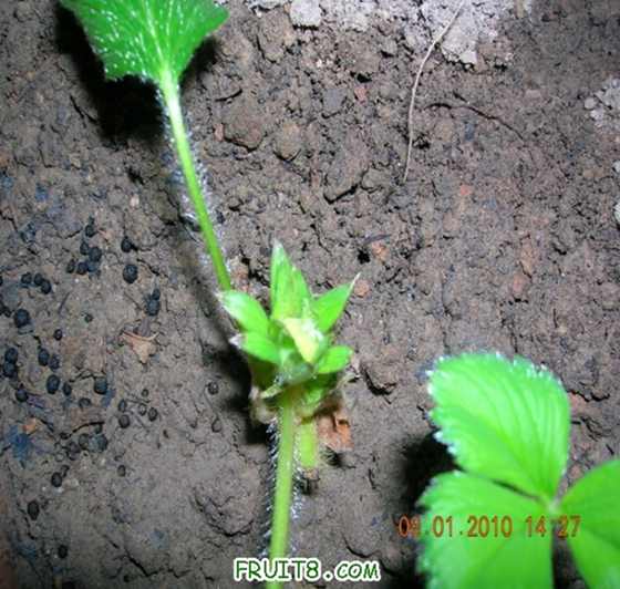 DSCN4205_С.JPG