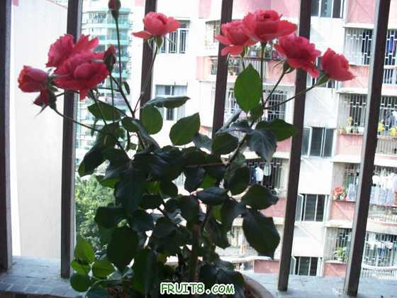 100_2383.JPG