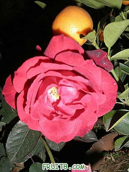P1150118.JPG