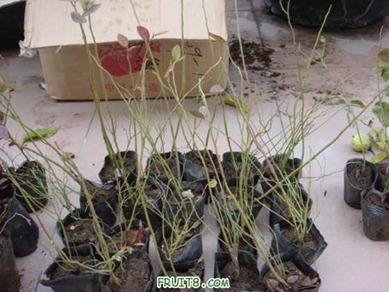 ��Ƭ  ����« 095.jpg