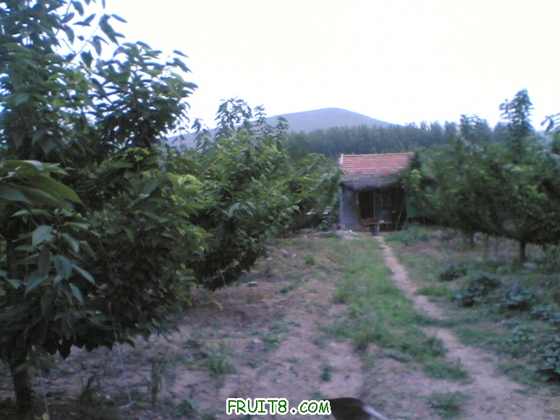 Image(071).jpg