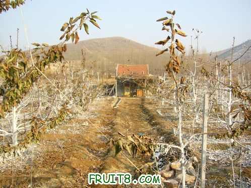 Ƭ 071.jpg